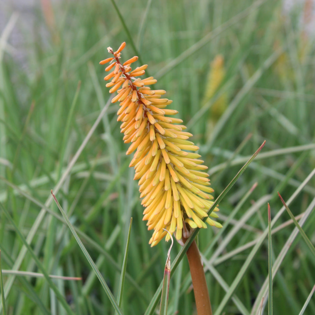Kniphofia Shining Sceptre Image