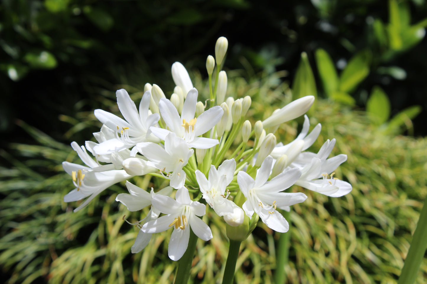 Agapanthus Snowball