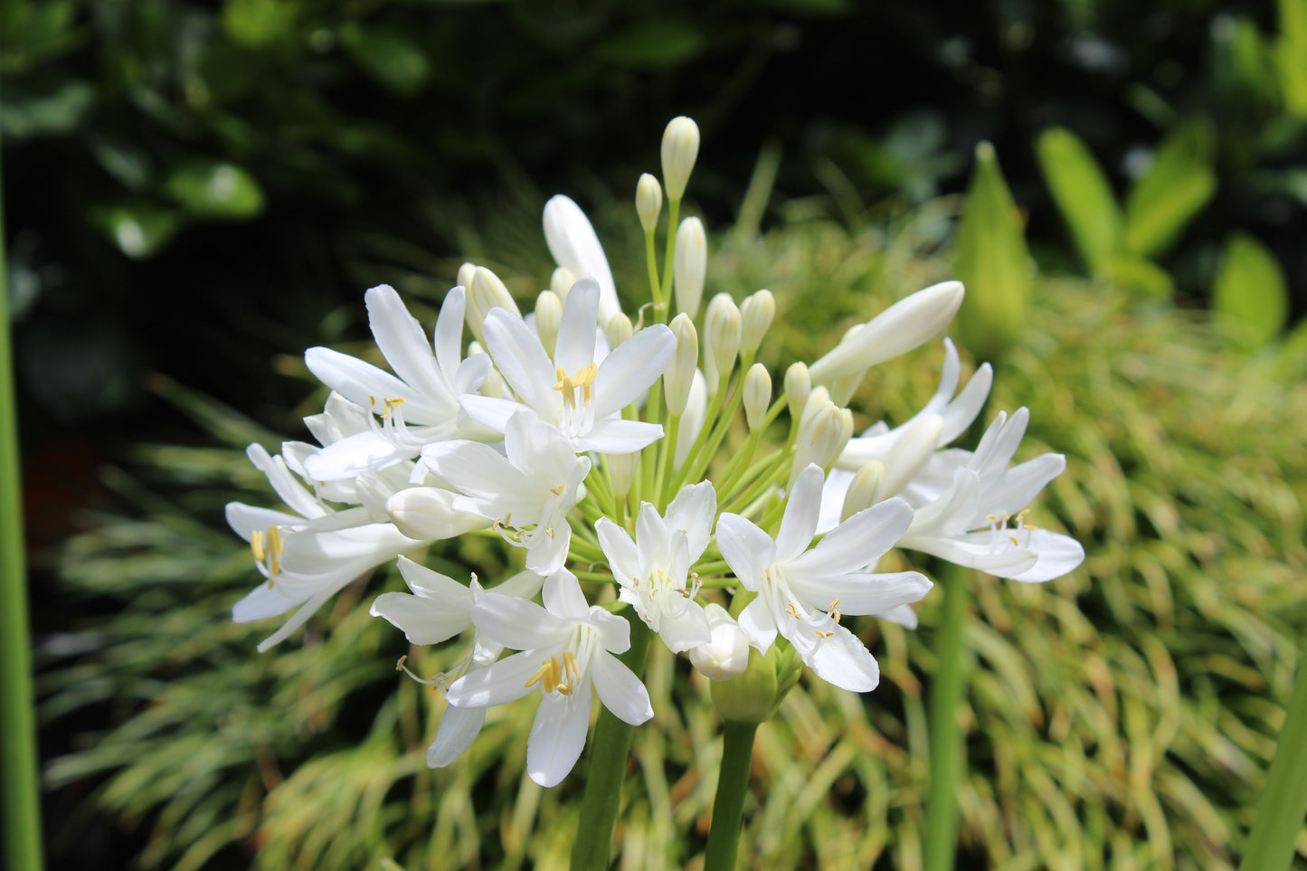 Agapanthus Snowball
