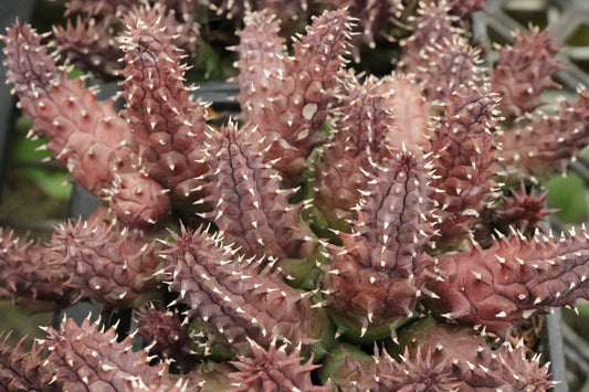 Huernia macrocarpa Penziall