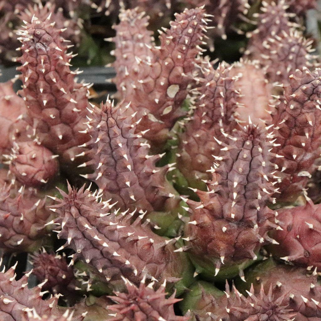 Huernia macrocarpa Penziall Image