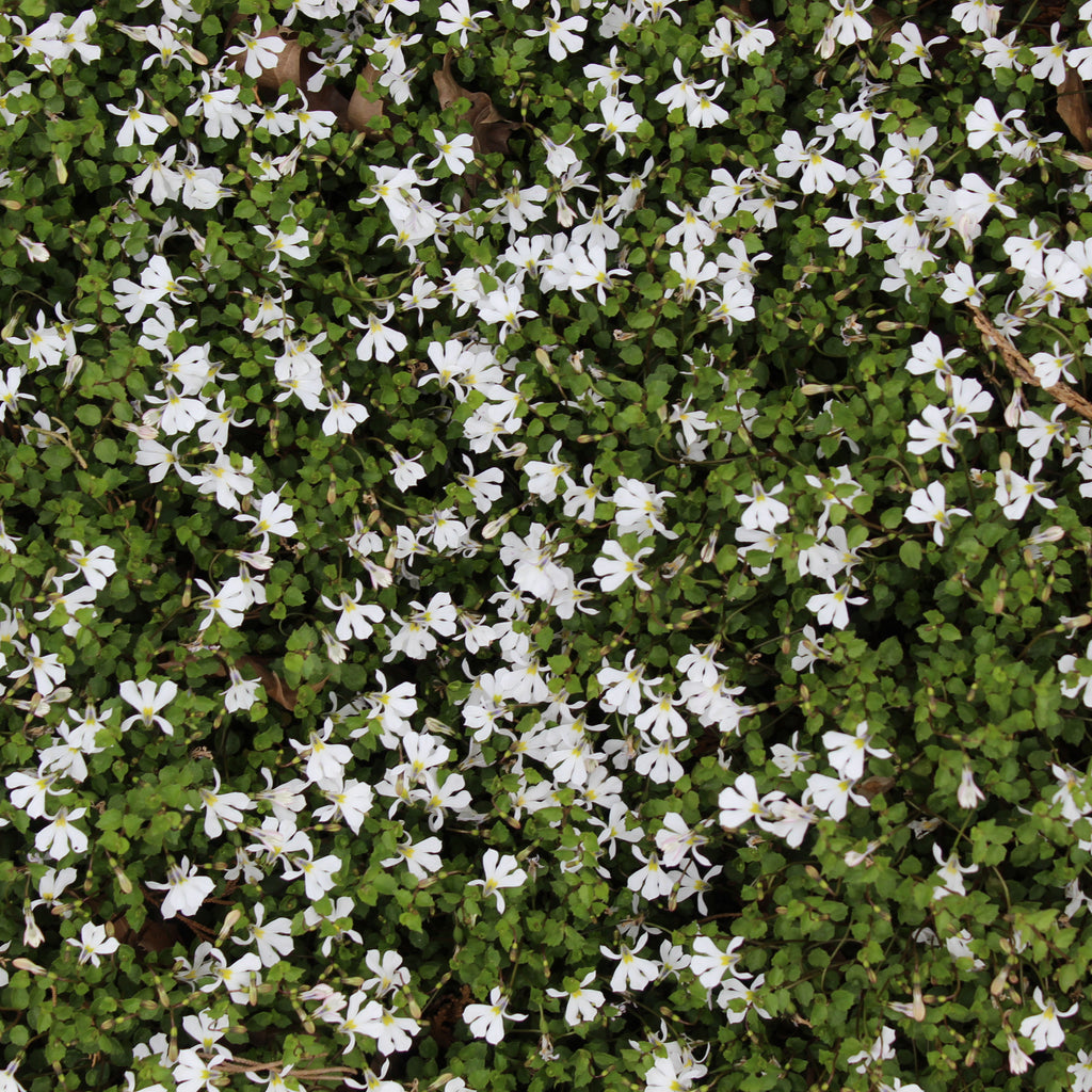 Pratia angulata Image