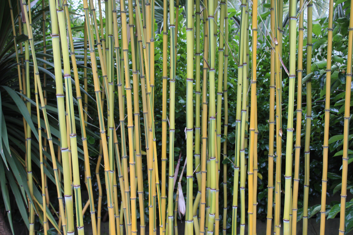 Phyllostachys aureosulcata Laura Kemple