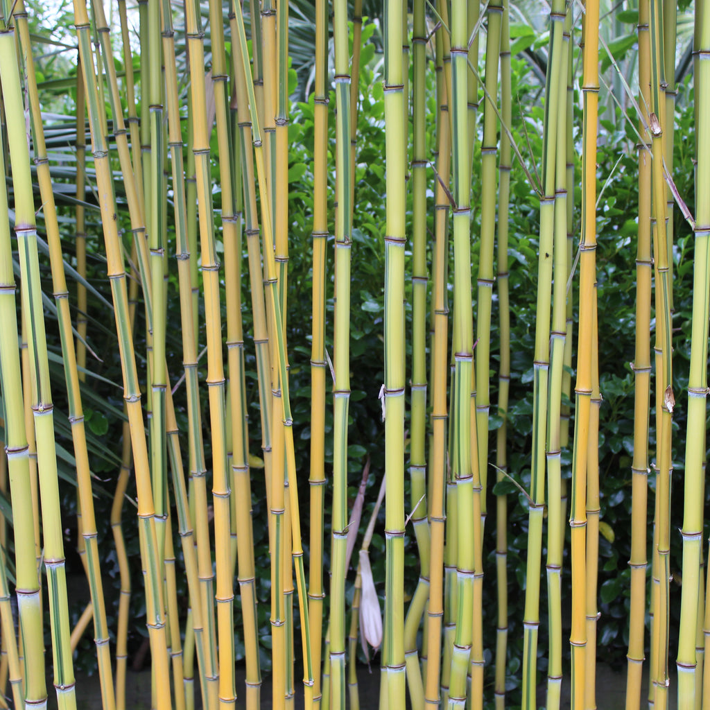 Phyllostachys aureosulcata Laura Kemple Image
