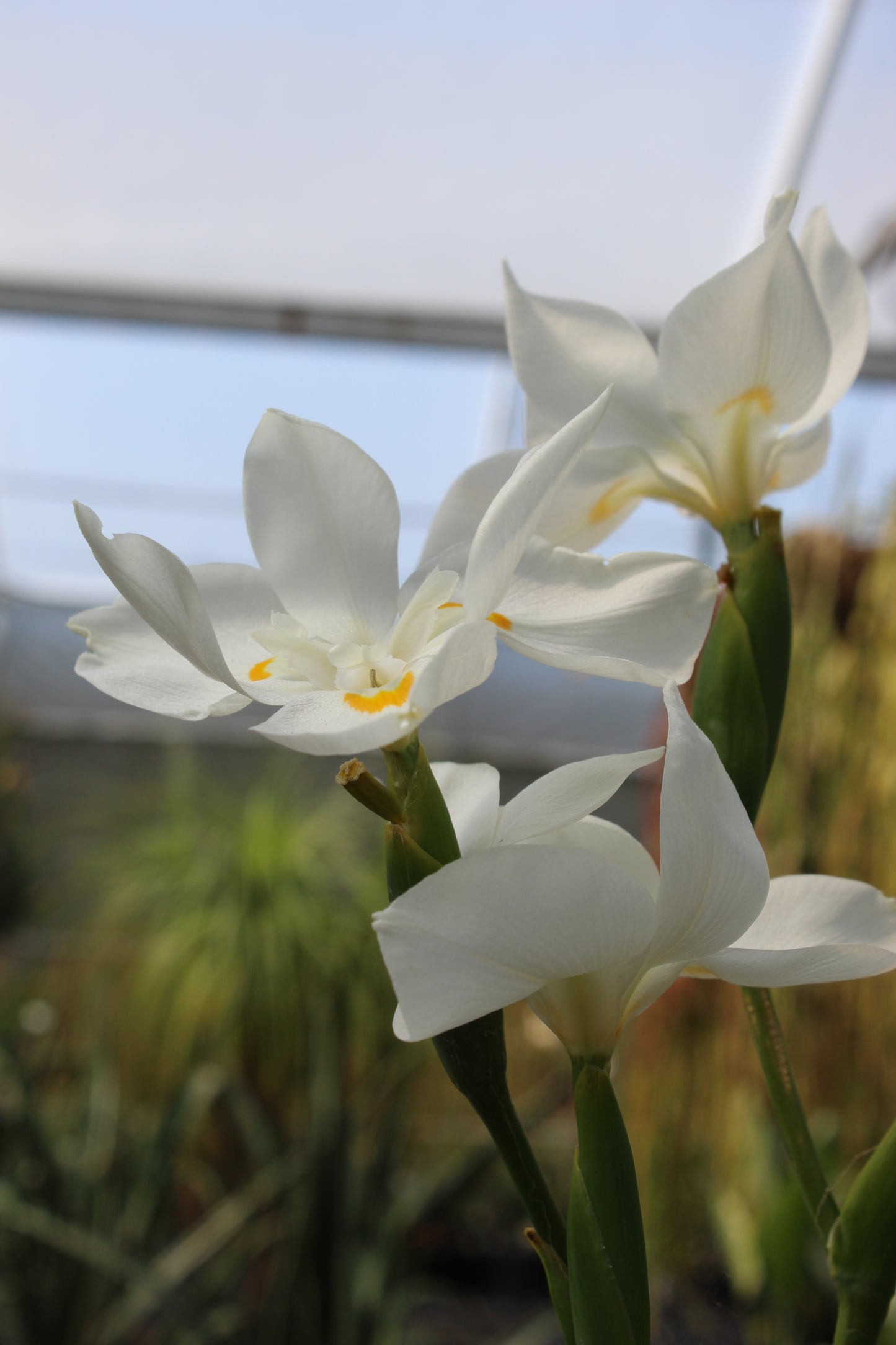 Dietes Robinsoniana