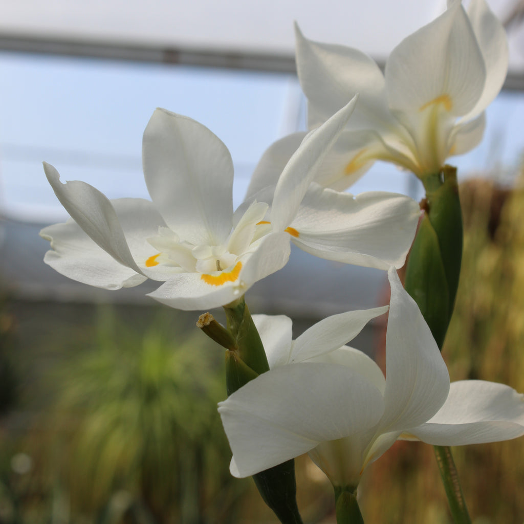 Dietes Robinsoniana Image