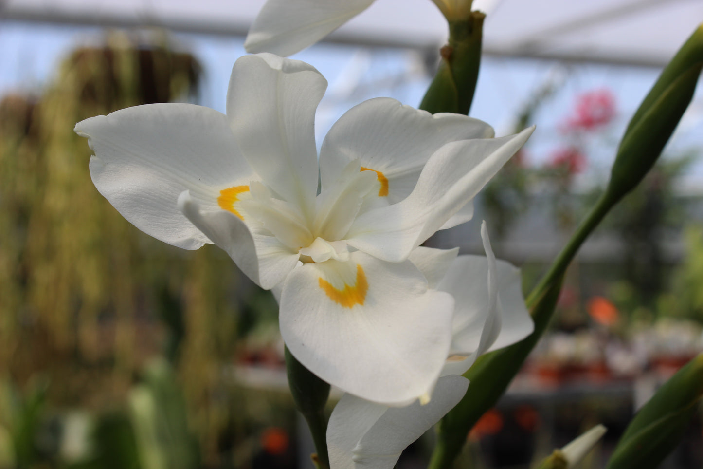 Dietes Robinsoniana