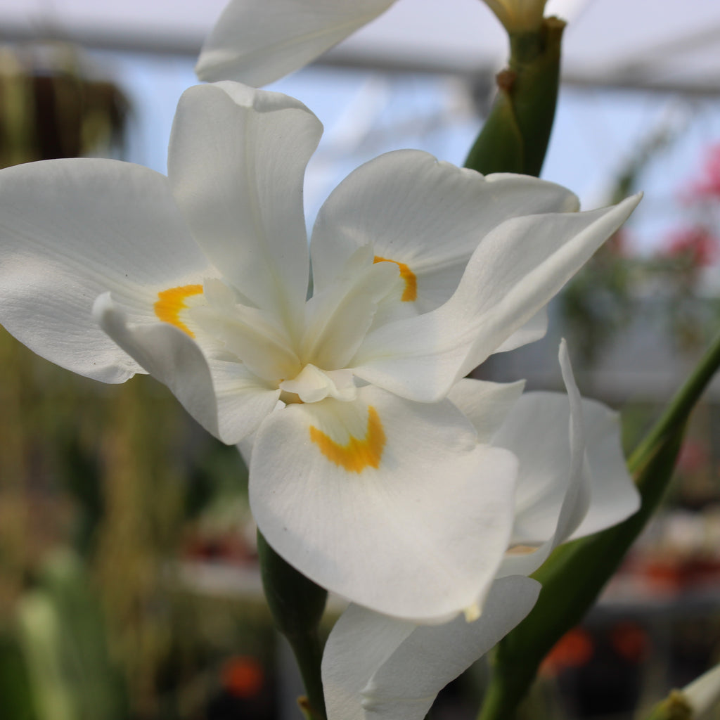 Dietes Robinsoniana Image