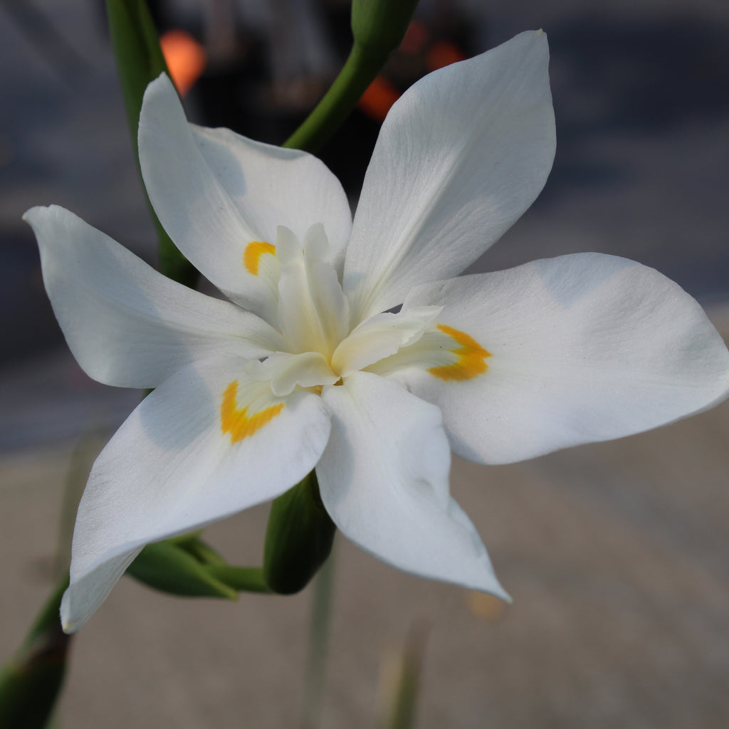 Dietes Robinsoniana Image