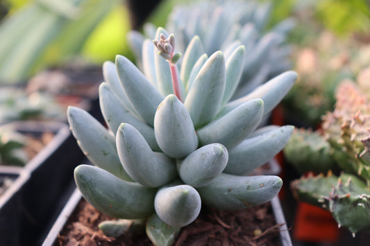 Pachyphytum compactum
