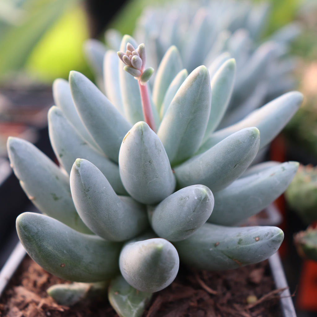 Pachyphytum compactum Image