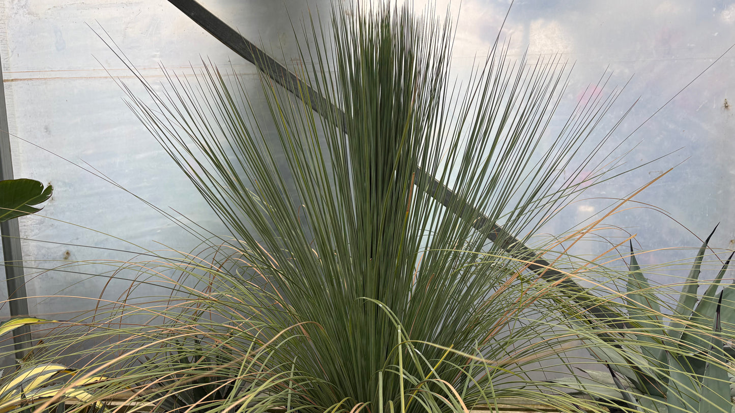 Xanthorrhoea glauca