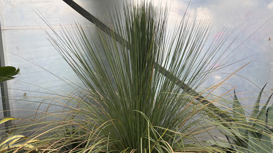 Xanthorrhoea glauca