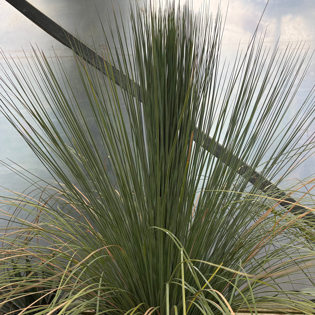 Xanthorrhoea glauca Image