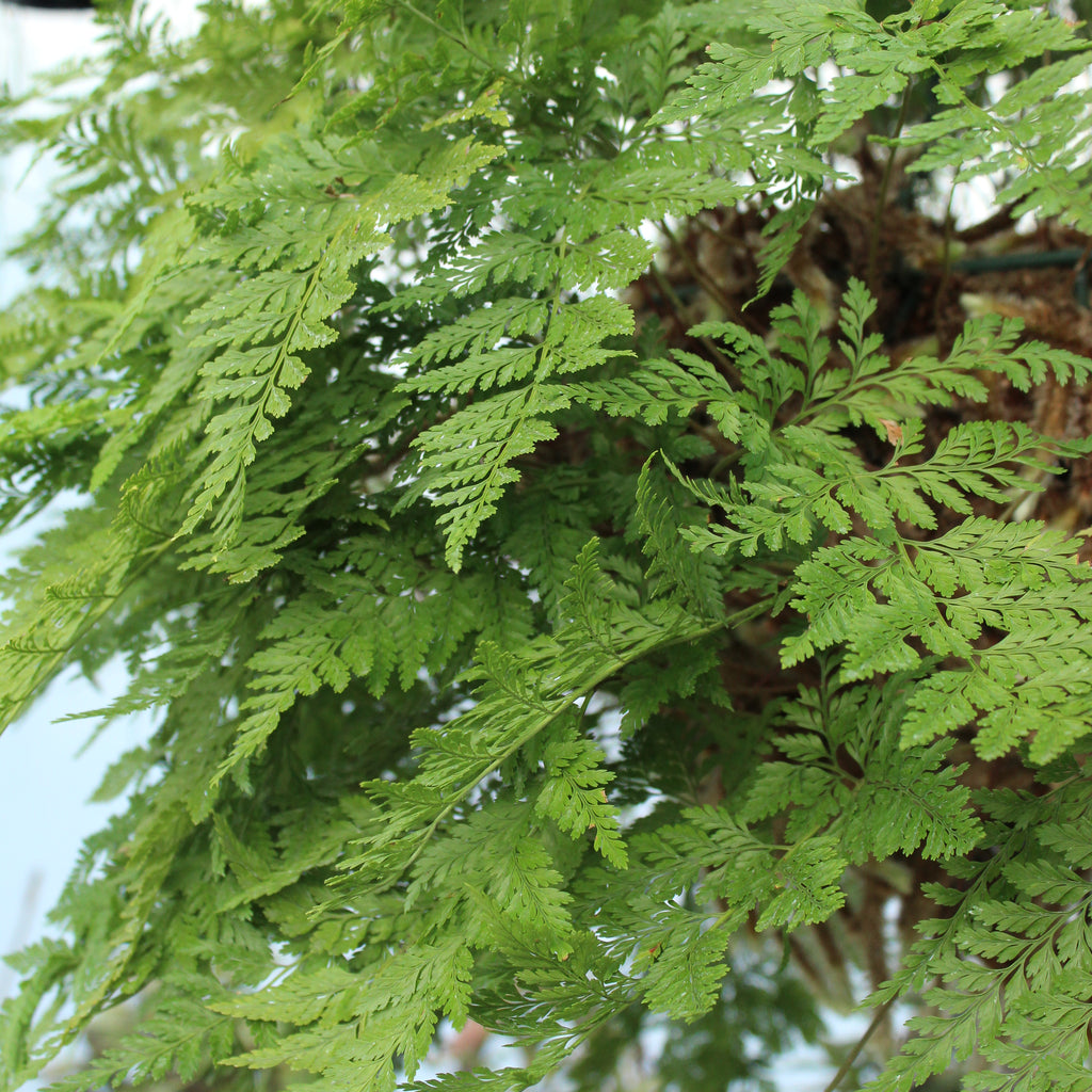 Davallia fejeensis Image