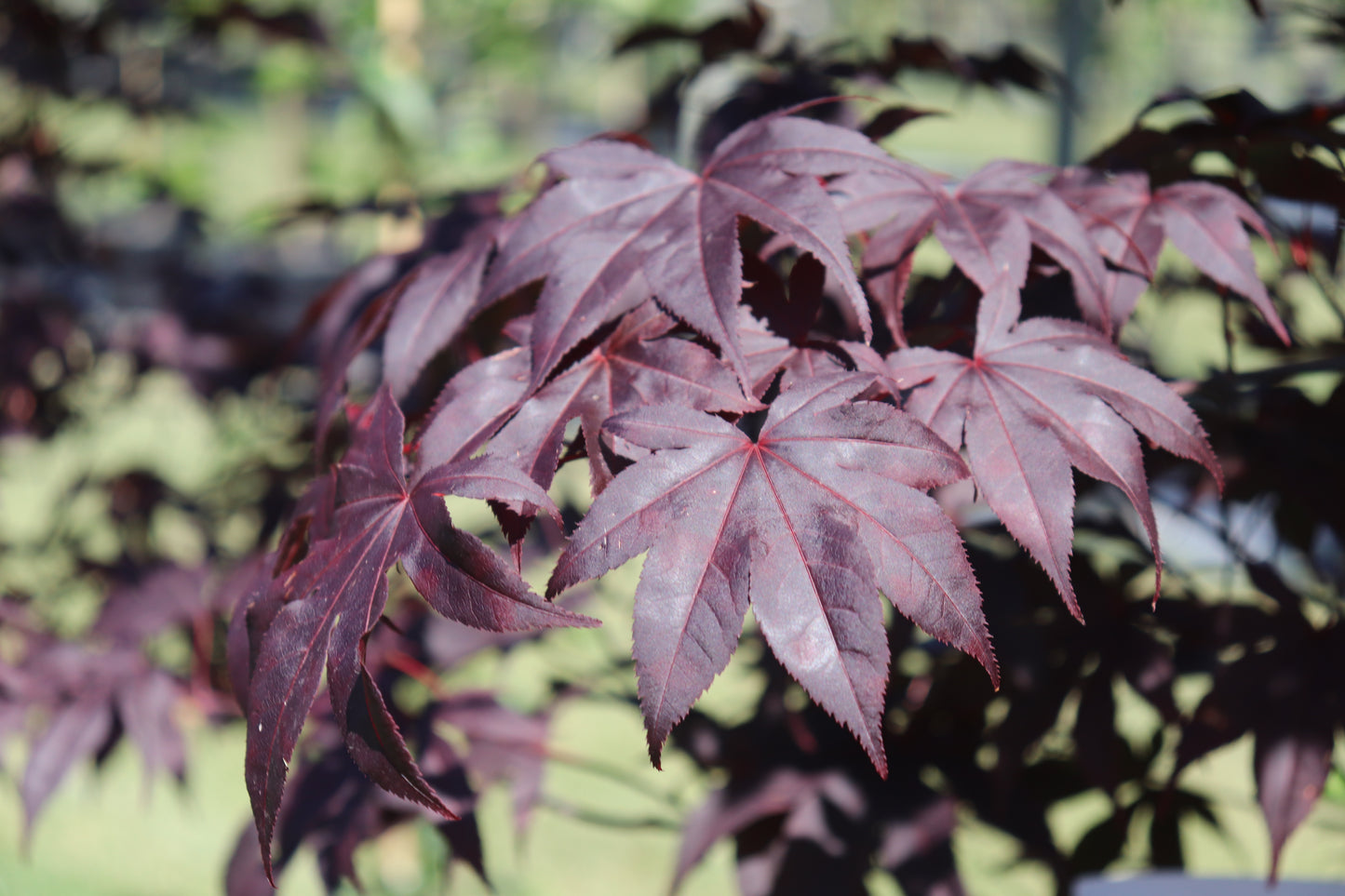 Acer palmatum Red Emperor