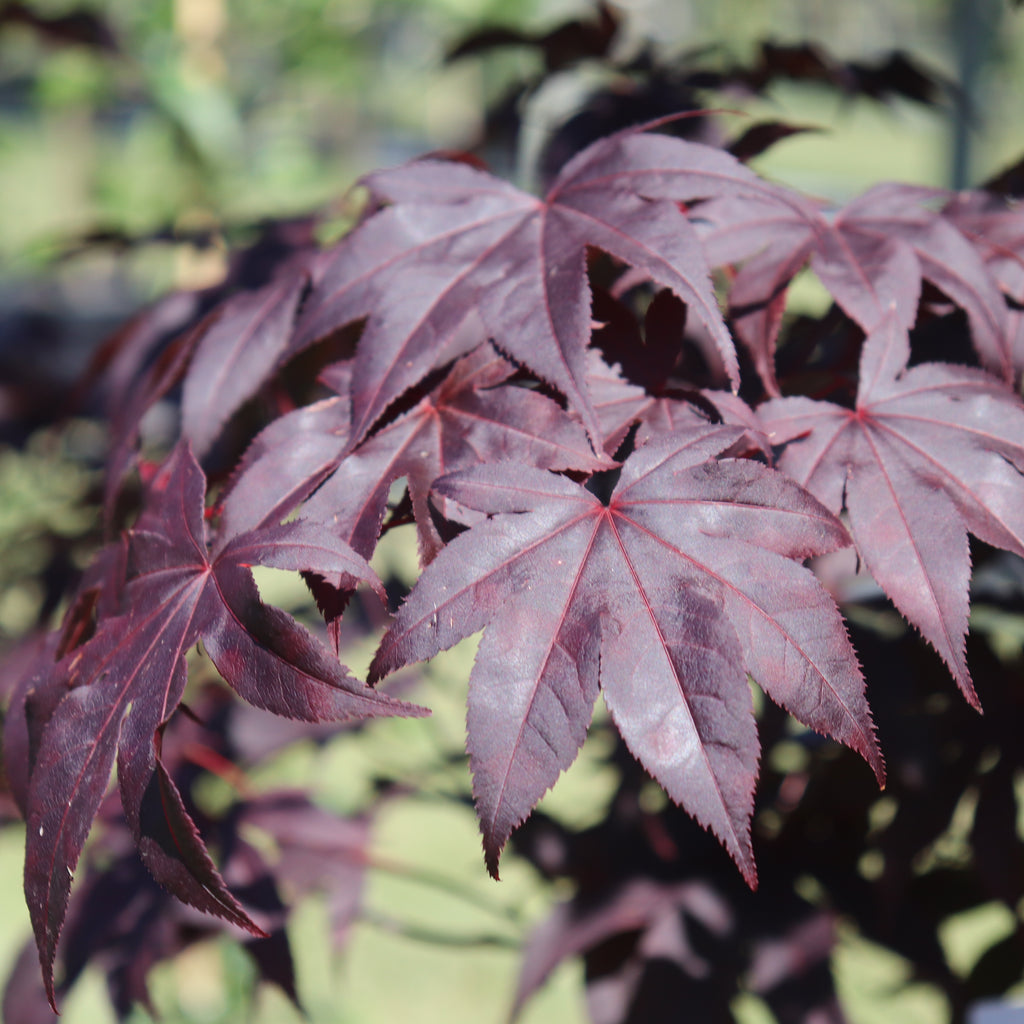 Acer palmatum Red Emperor Image