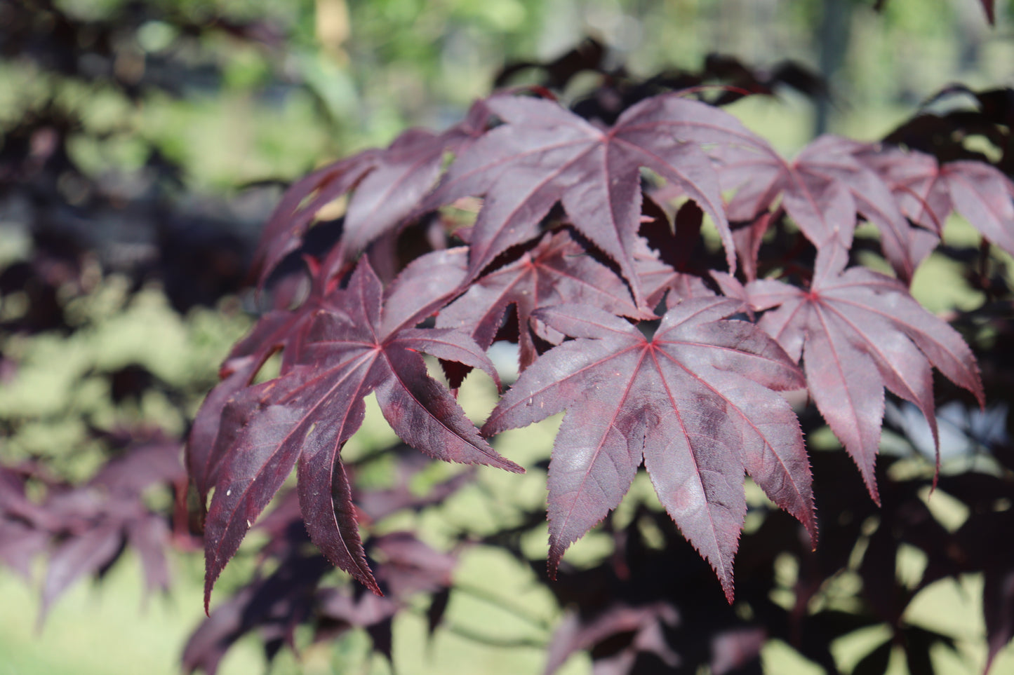 Acer palmatum Red Emperor