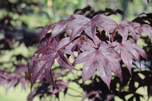 Acer palmatum Red Emperor