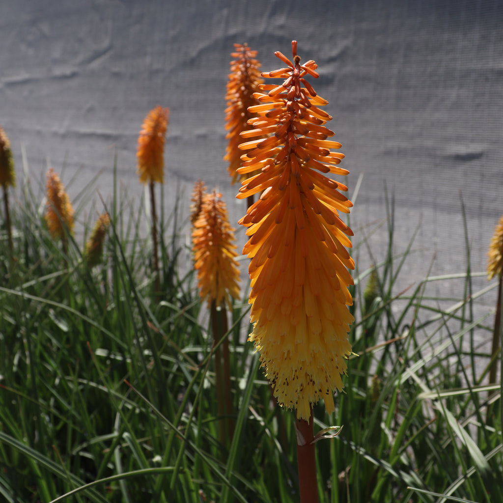 Kniphofia Shining Sceptre Image