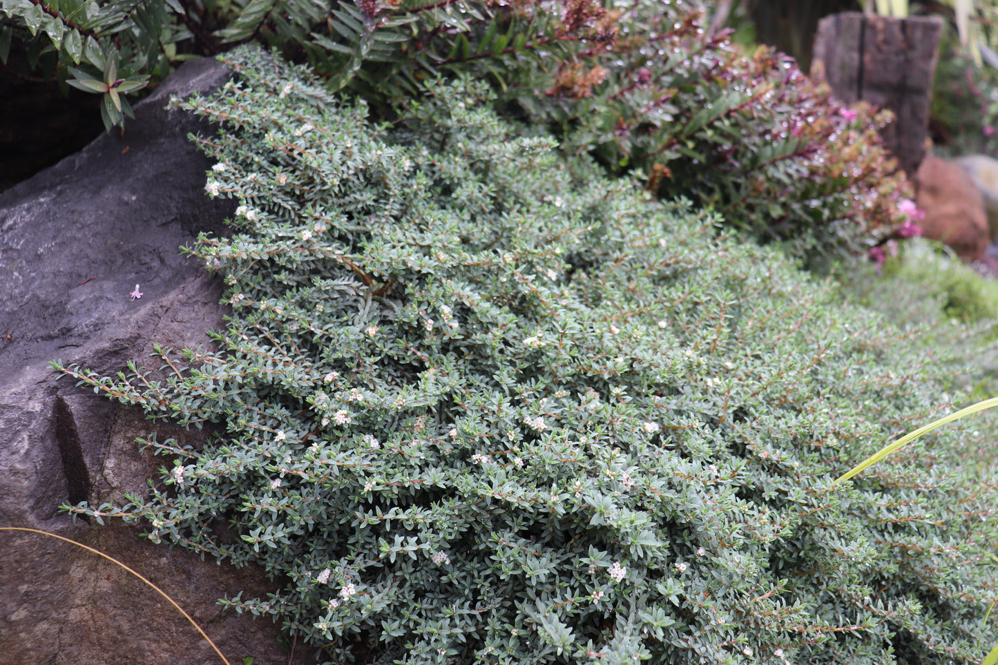 Pimelea Anatoki Blue