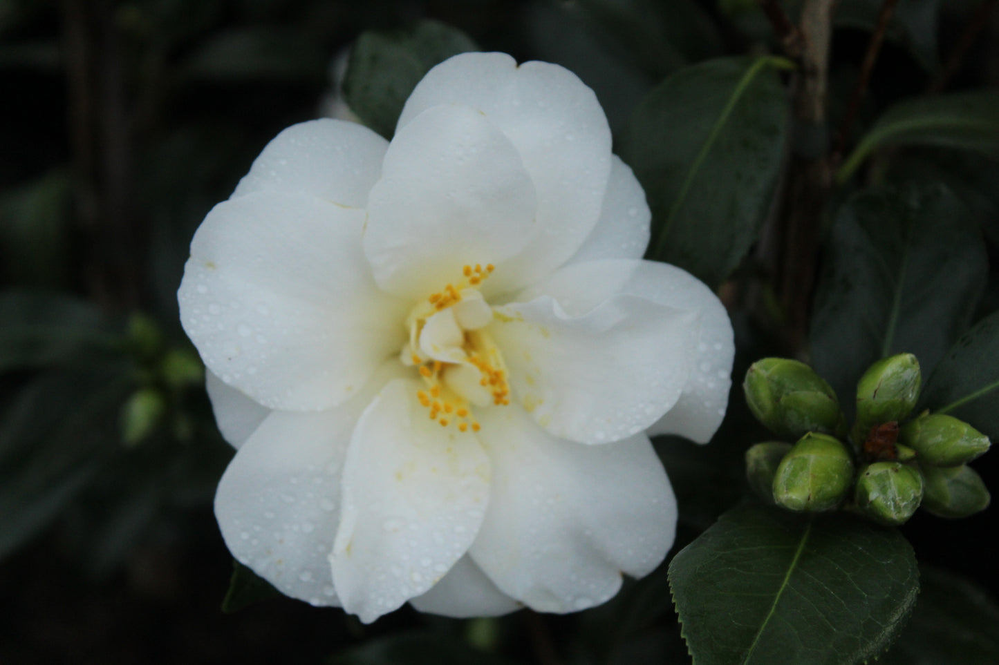 Camellia Silver Tower