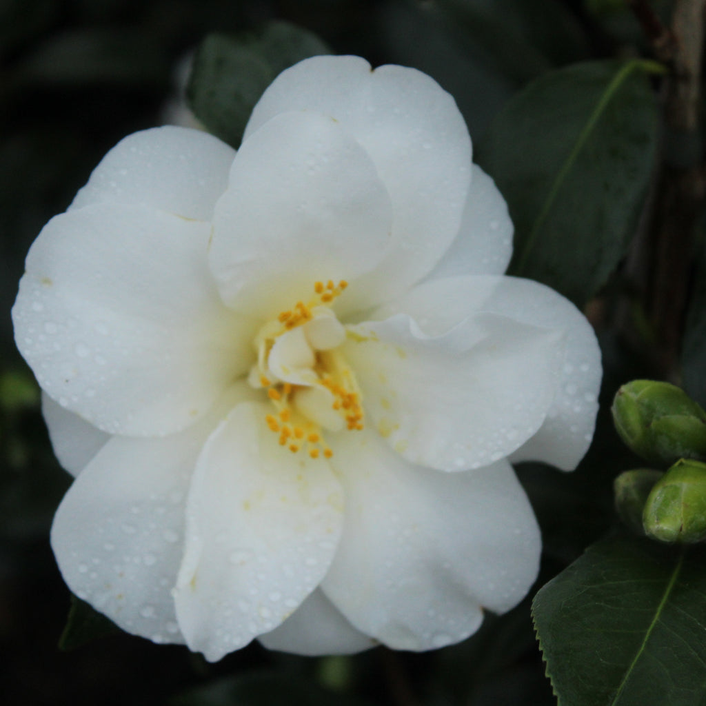Camellia Silver Tower Image