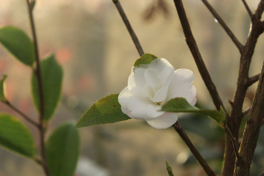 Camellia Cinnamon Cindy