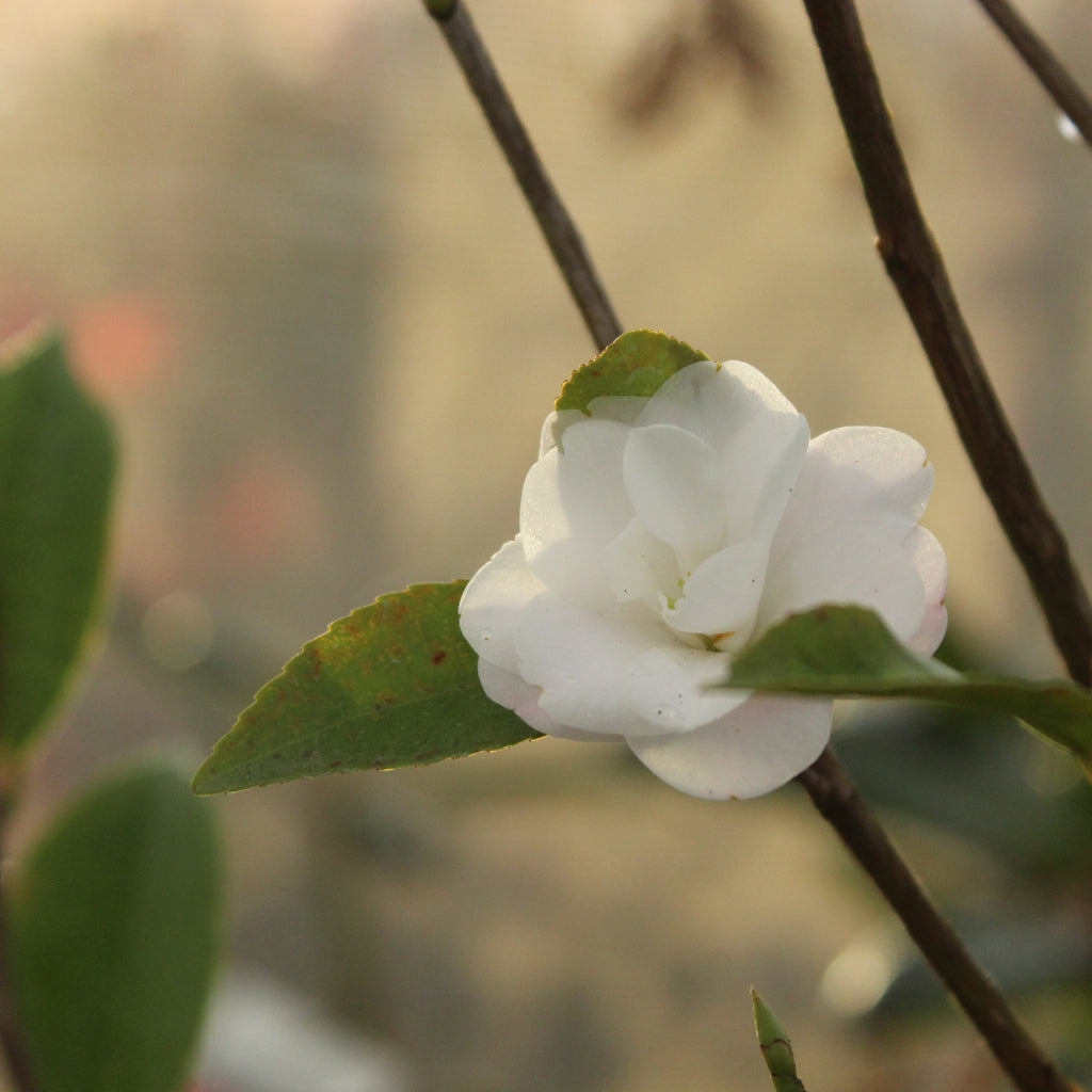 Camellia Cinnamon Cindy Image