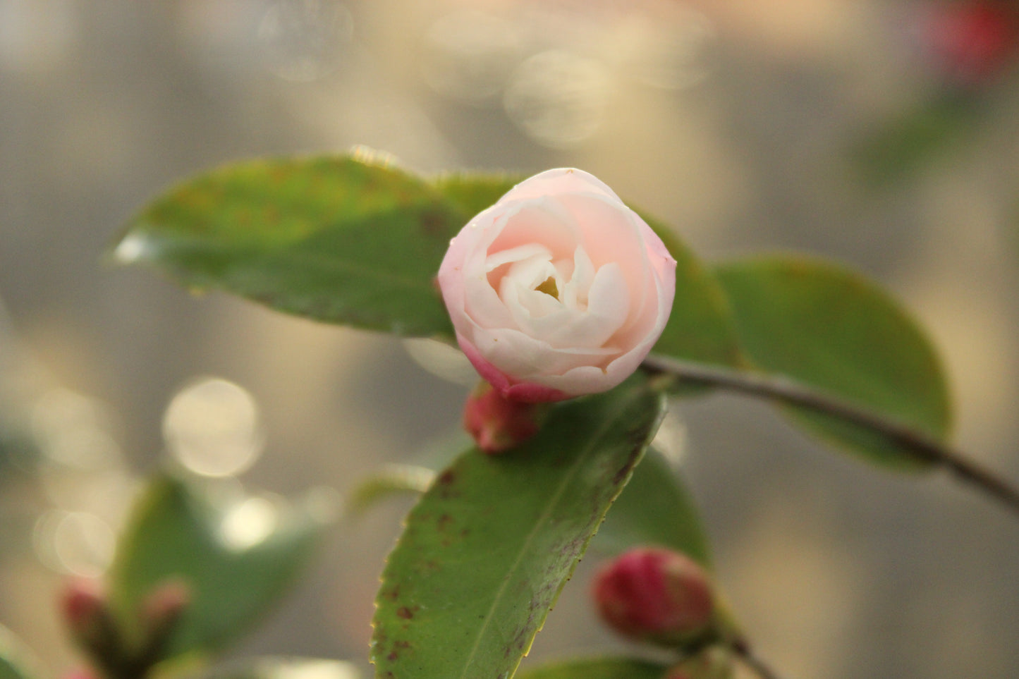 Camellia Cinnamon Cindy