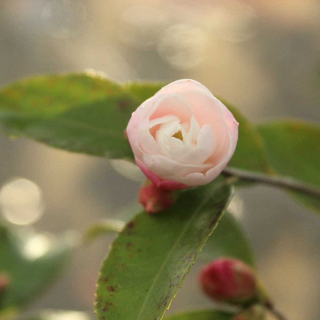 Camellia Cinnamon Cindy Image