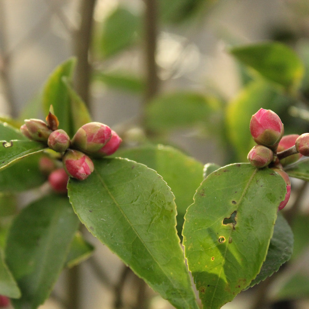 Camellia Cinnamon Cindy Image