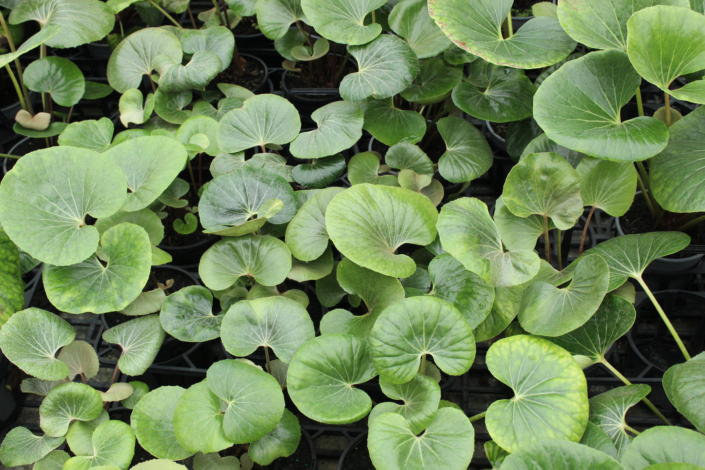 Ligularia reniformis