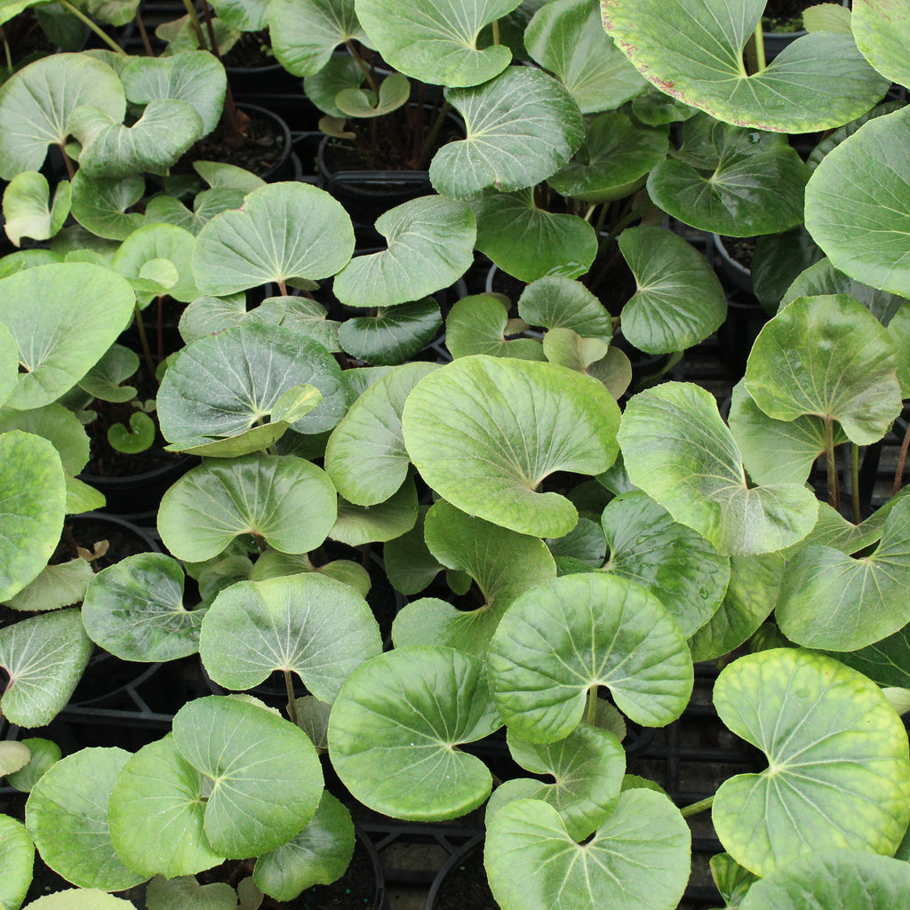 Ligularia reniformis Image