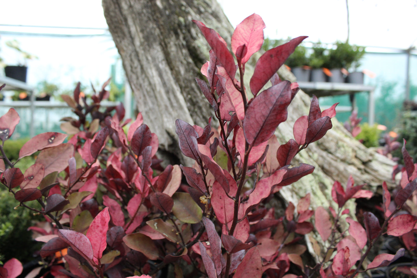 Pseudowintera Burgundy Delight