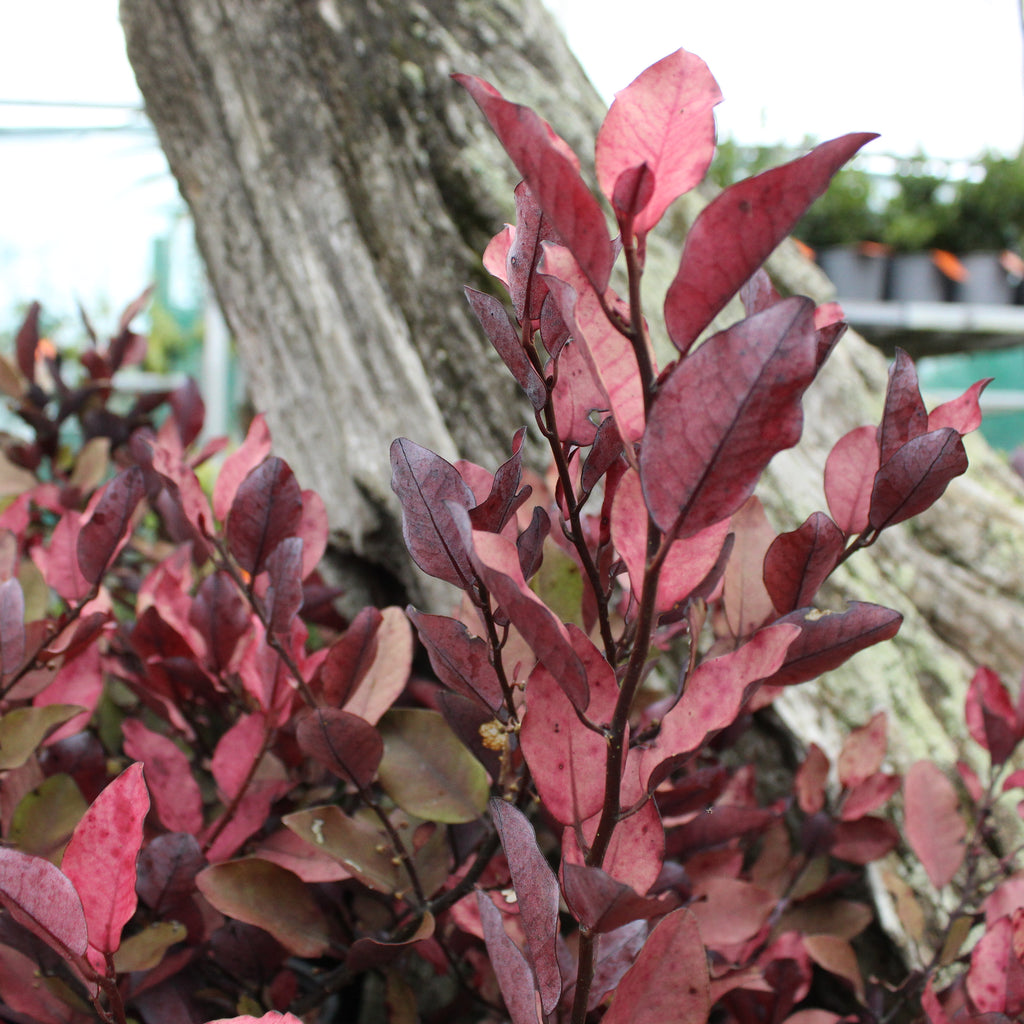 Pseudowintera Burgundy Delight Image