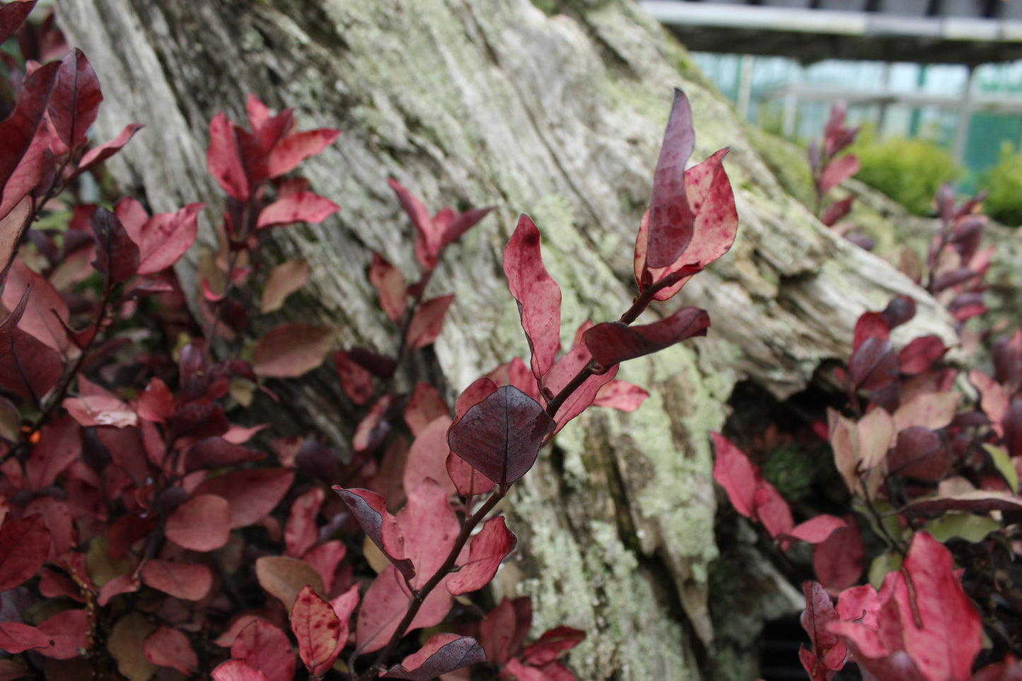 Pseudowintera Burgundy Delight