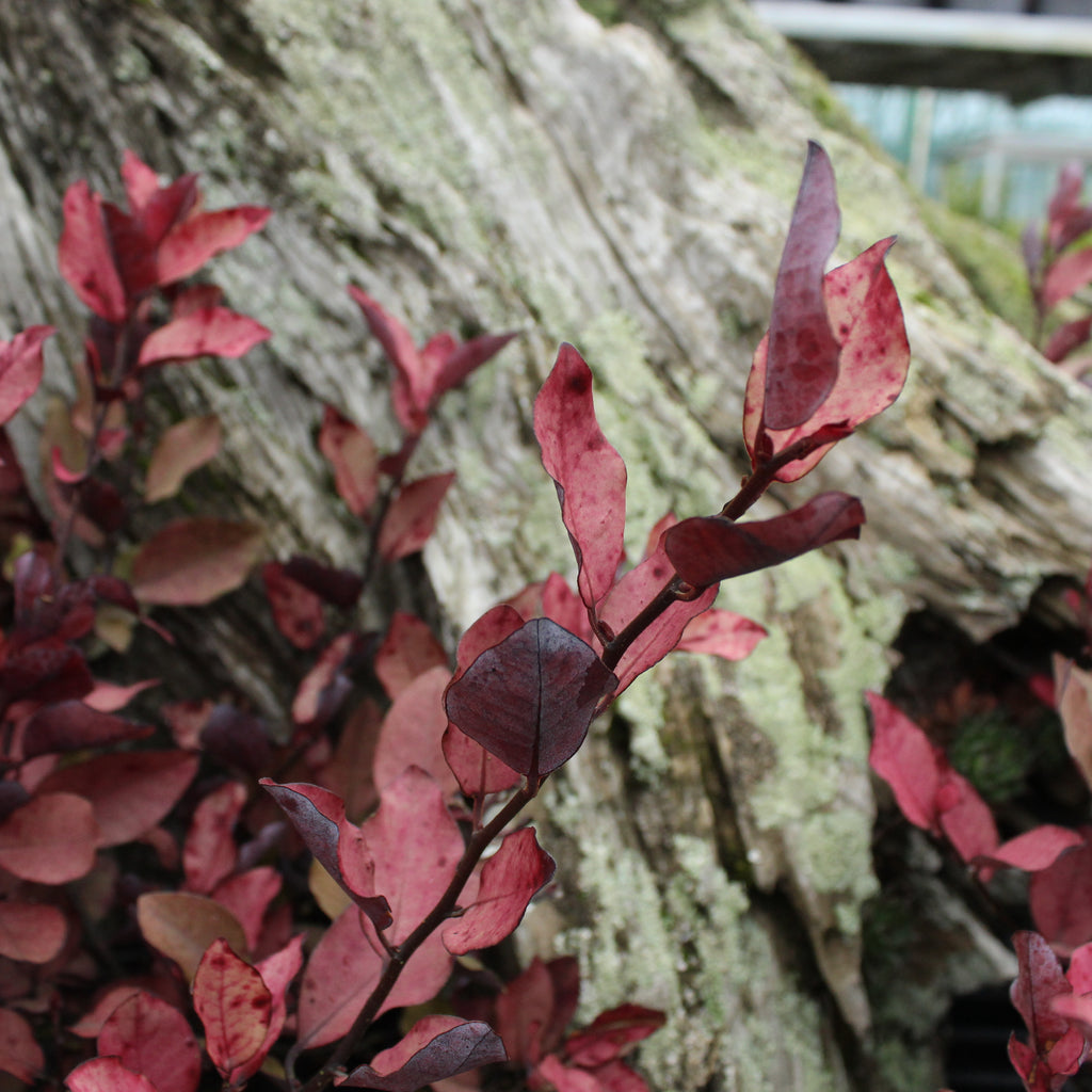 Pseudowintera Burgundy Delight Image