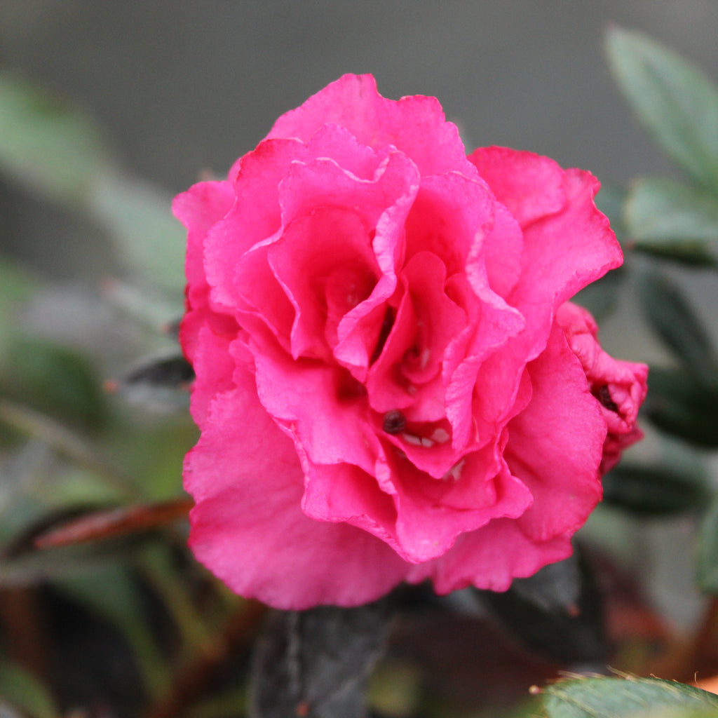 Azalea Ripples Image