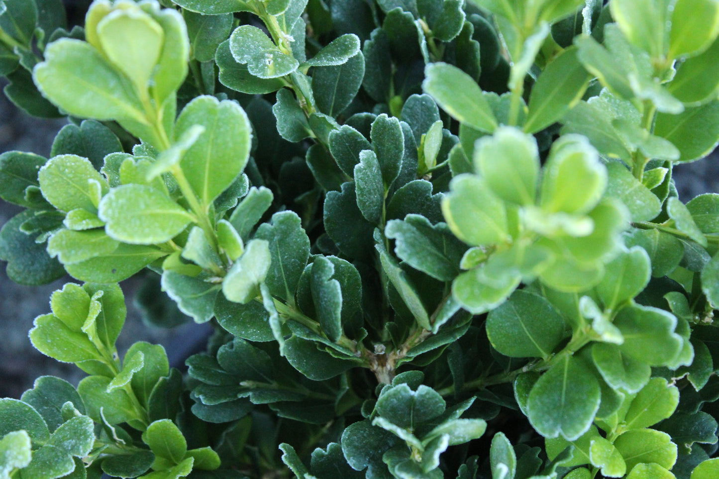 Buxus harlandii Richard