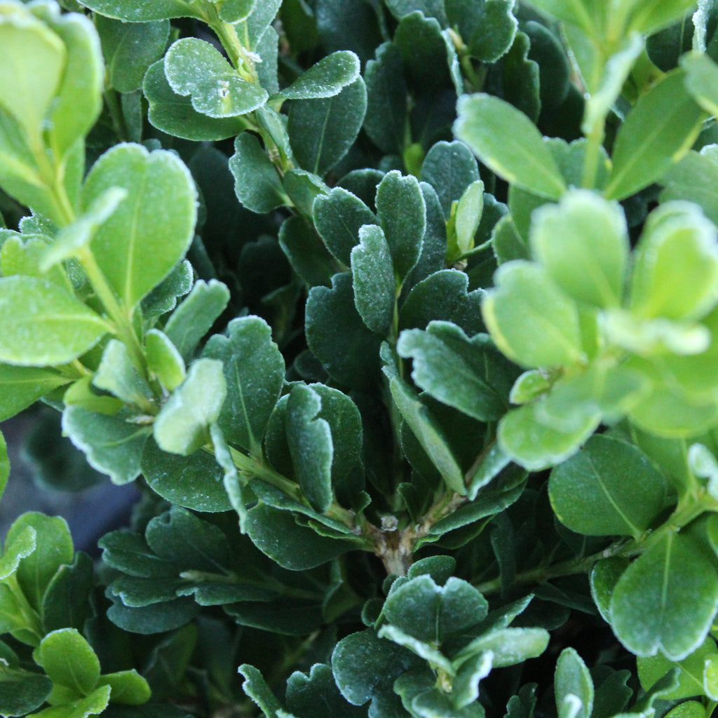 Buxus harlandii Richard Image