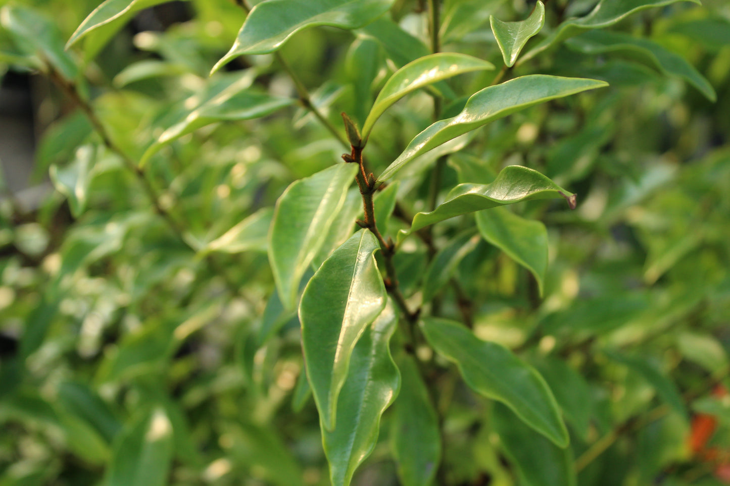 Michelia figo