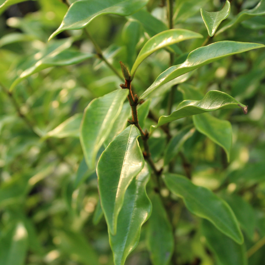 Michelia figo Image