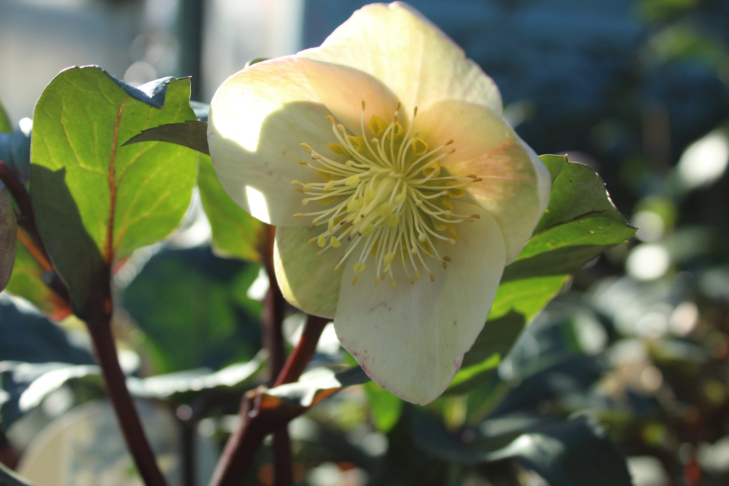 Helleborus Marlon