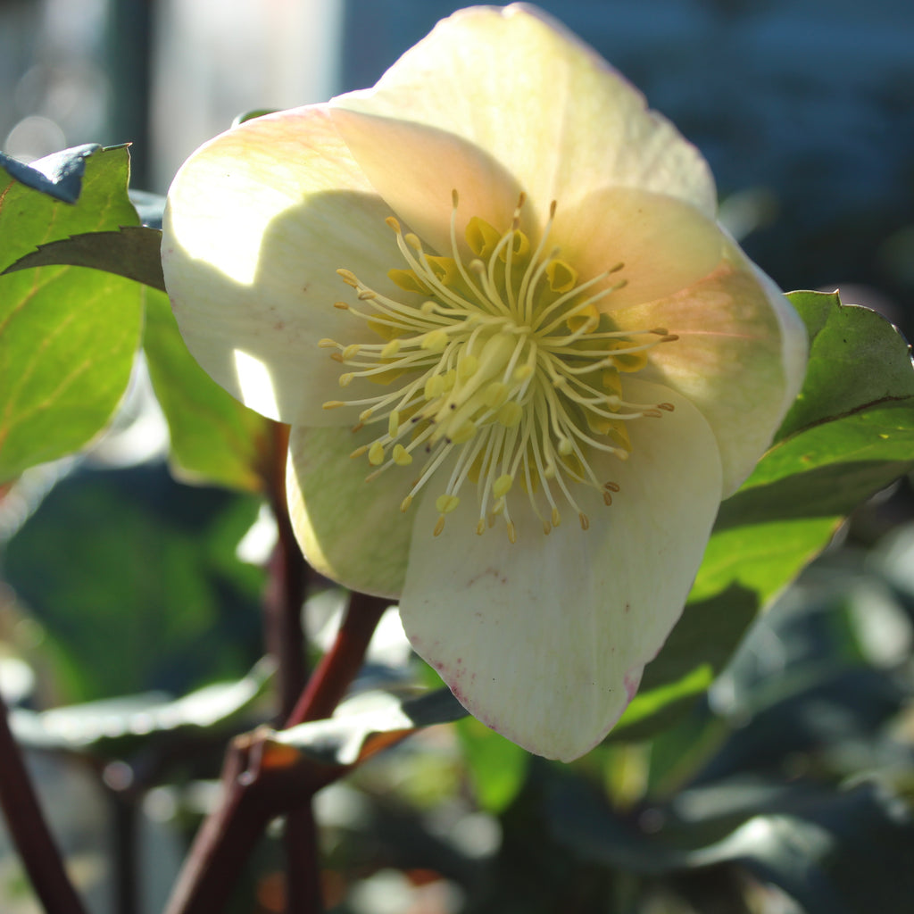 Helleborus Marlon Image