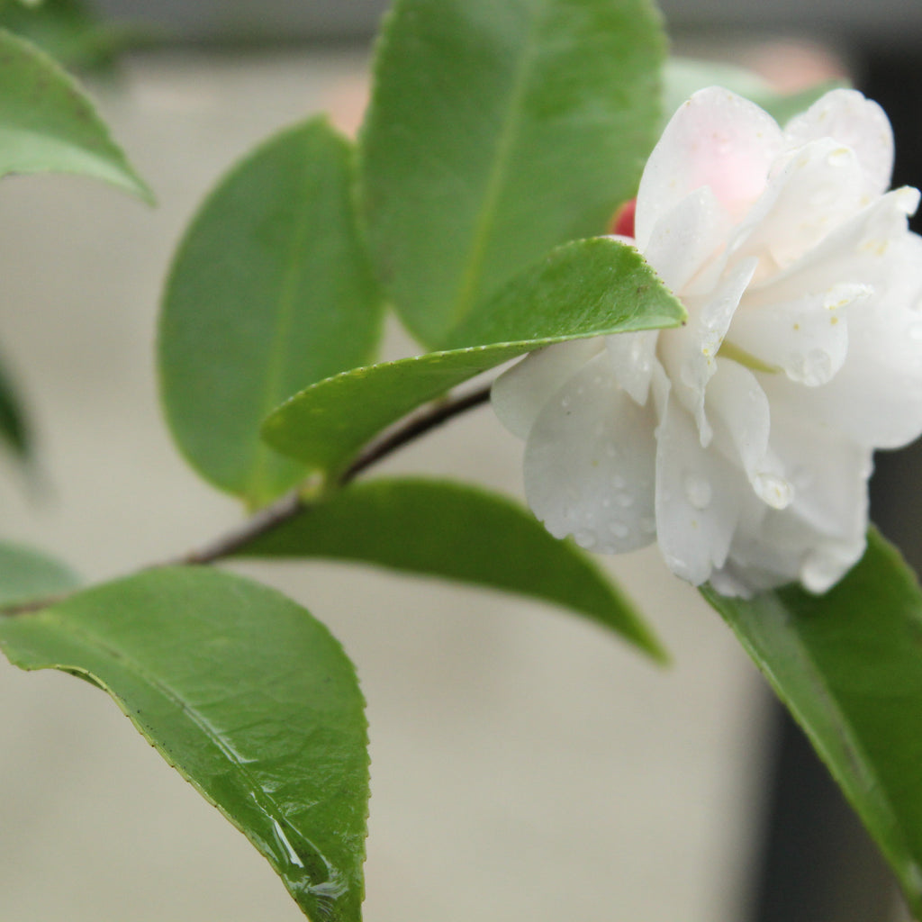 Camellia Cinnamon Cindy Image