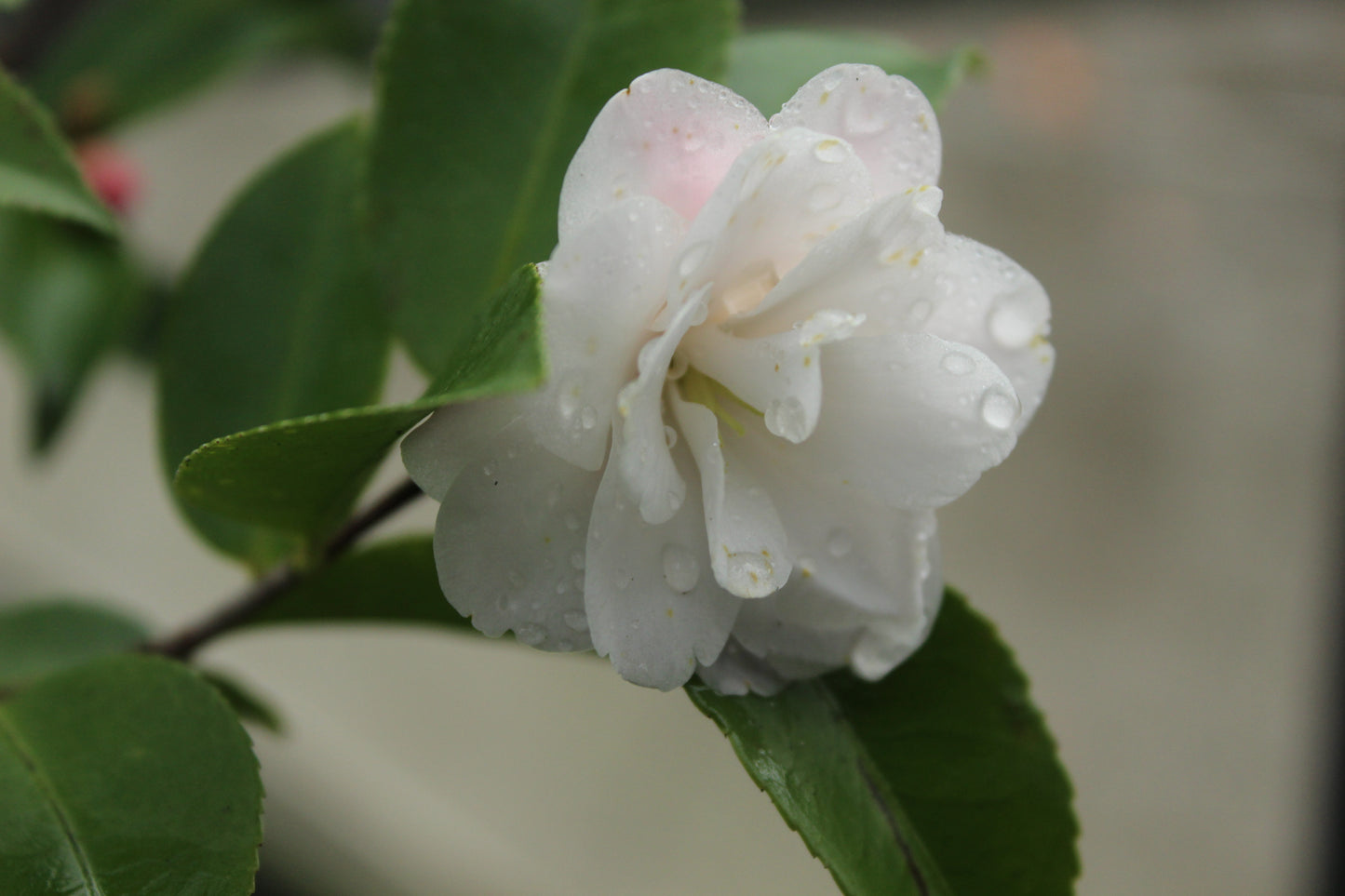 Camellia Cinnamon Cindy