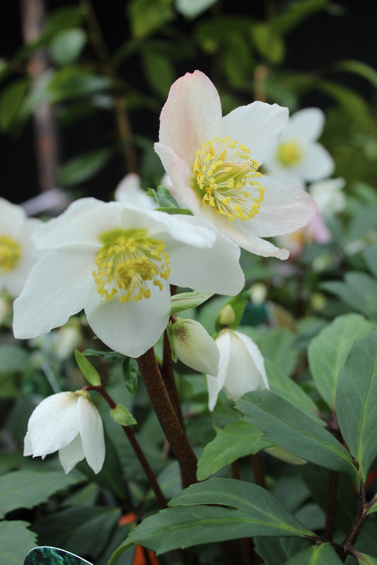Helleborus Jacob