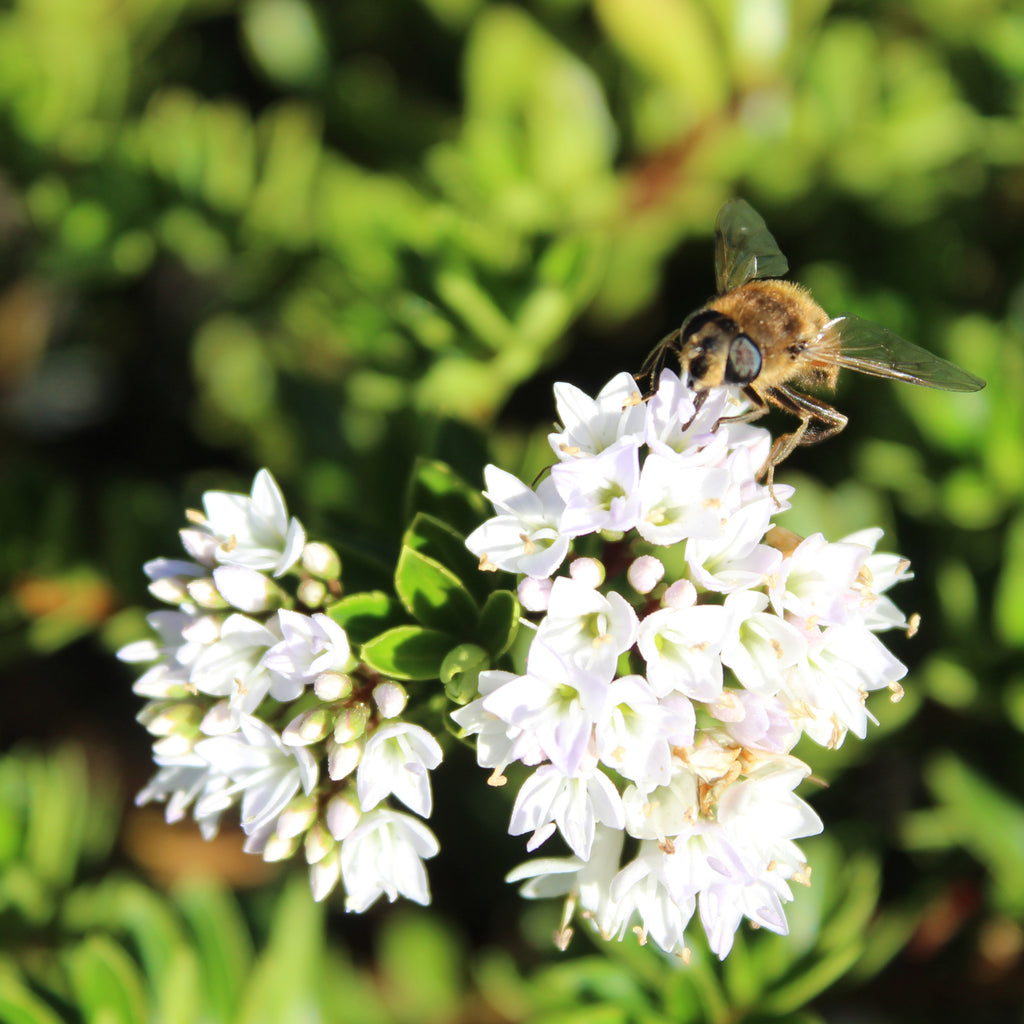 Hebe diosmifolia Image