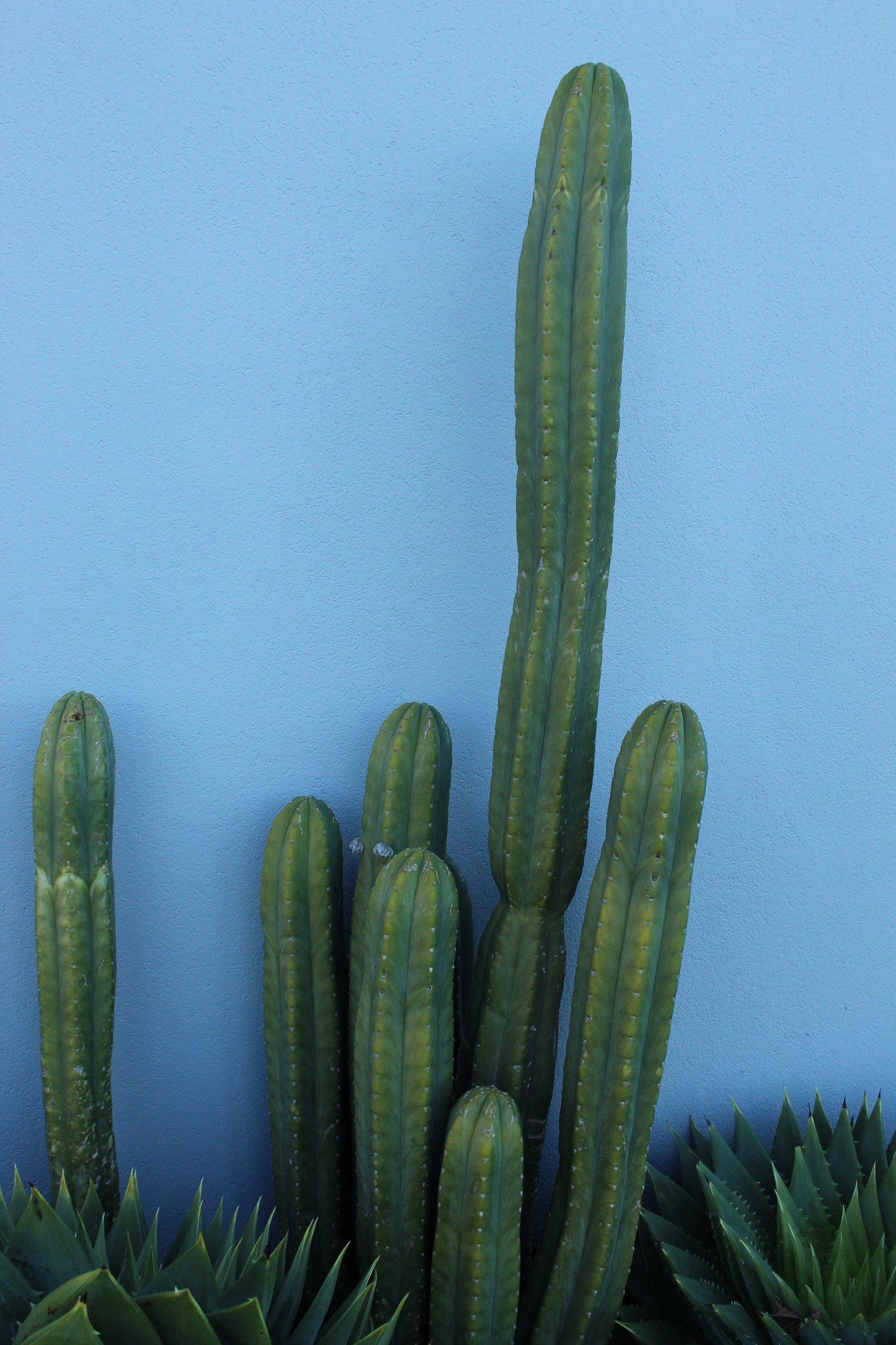 Echinopsis pachanoi
